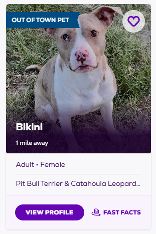 example of pet profile with out of town badge